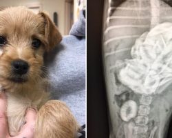 Warning issued after tiny pup ingests nearly 50 rib bones, not even surgery could save him