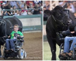 Disabled Boy And 1,400lb Steer Share Unbreakable Bond They Take To The Show Ring
