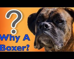 Why In The World Would You Get A Boxer?! Here Are 10 Reasons…