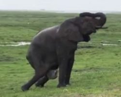 Elephant Gives Birth In Middle of a Safari, Seconds Later The Herd Greets New Baby