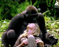 Wild Gorilla Is Smitten With Conservationist And Playfully Steals Her Baseball Cap