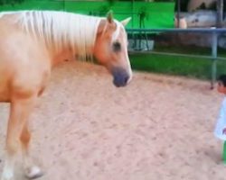 A Little Boy With Williams Syndrome Meets A Horse For The First Time In This Heartwarming Moment