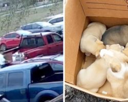 Cam Catches Woman Dumping Box Of Puppies From Her Red Truck, Then Driving Away