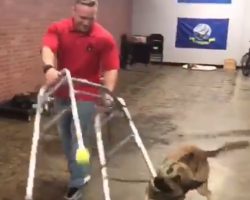 Energetic dog hilariously fails his service dog training test & we’re so in love
