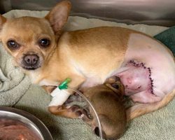 Dog Hit By Car While In Labor Survives, Incredibly Gives Birth To Healthy Puppy