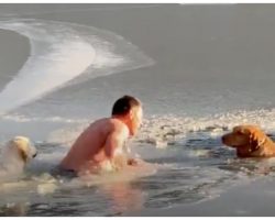 Man Jumps Shirtless Into Frozen Lake To Save Senior Stranded Dogs
