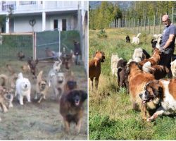 Couple Adopts 45 Unwanted Shelter Dogs And Lets Them Run Free For The First Time