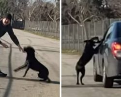 A Man Pushed His Dog Out Of The Car To Abandon It At The Lake, But The Dog Had Other Ideas