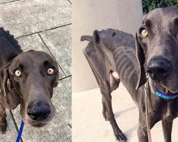 Starving Dog Who Survived By Eating Rocks And Twigs Gets His Happily Ever After