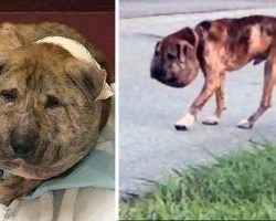 An Evil Person Abused And Deformed Him But After Surgery, This Dog Is Unrecognizable