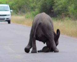 Baby elephant collapses in middle of the road. Now watch the entire herd come save it