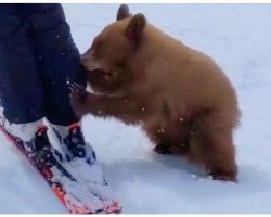 Friendly Ski Resort Bear Cub May Be Euthanized For Being “Too Nice”