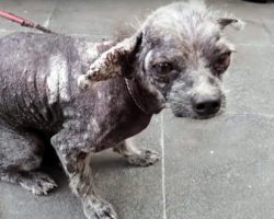 Vet Suggested She Euthanize Him – But 1 Look In His Eyes Showed His Will To Live