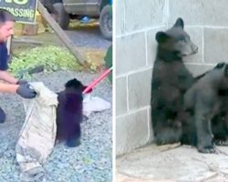 Officer Ordered To Kill 2 Scared Bear Cubs, Defies Order & Gets Punished Instead