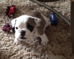 Little Bulldog Thinks She’s Tough, Sets Out To Prove It On Camera