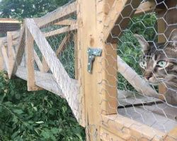 Cat Dad Builds Epic Tree House To Keep His Indoor Cats Safe
