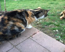The Hysterical Way The Cats Keep The Neighbor Dog Out Of The Yard