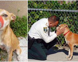 Sheriff’s Office Adopts Dog Who Was Found With Electrical Tape Around His Snout