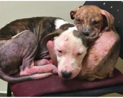 Forgotten Pit Bull Brothers Comfort Each Other While Waiting For Someone To Care