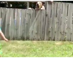Video Of Toddler Playing Ball With Labrador Is The Latest Internet Obsession