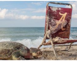 Dead Sea Turtle Strangled By Beach Chair Is A Grim Reminder For All Humans