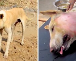 The Sad Story Behind Dog’s Weird Appearance Is Breaking Everyone’s Hearts