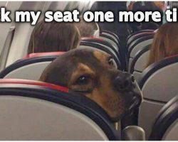 Guy Asks For Captions For Photo Of Dog On Airplane, Replies Are Hysterical