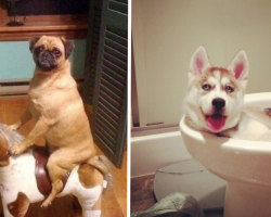 24 Things You Didn’t Know Your Dog Was Doing When Left Home Alone