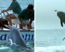 Playful dolphin jumps out of water to kiss dog then does a little happy dance