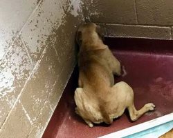 Traumatized Dog’s Reaction To Humans Put Her Life In Danger But A Savior Intervened