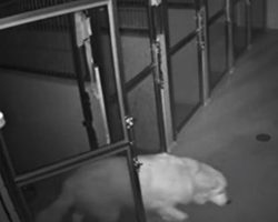 Family’s 10-Year-Old Dog Breaks Out Of Kennel, Security Cameras Show His Great Escape
