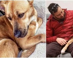 Man Finds Sick Dog While Hiking – A Month Later, Decides He Can’t Live Without Her