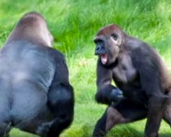 Gorilla Brothers Are Separated for 3 Years. Watch What Happens When They’re Reunited.