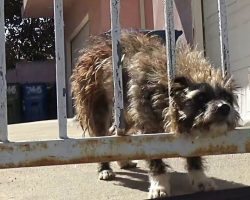 Abandoned Dog Dumped In Park Gazed Out Of Gate, Hoping Someone Would Help Him
