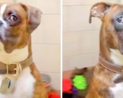 Dog Makes His Displeasure Known, Gives Stink Eye To Family For Leaving Him At Vet’s