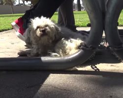 Dog Who Lived At The Park For Over A Year Was So Happy To Finally Be Rescued