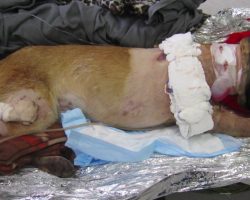 Hero Dog is Shot Four Times and is Given The Best Give Possible