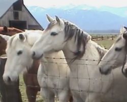 Horses Get In Line To Meet A Tiny Miniature Stallion