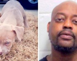 Man Gets Mad At Puppy For Urinating On Couch, Ties Him Up & Beats Him To Death