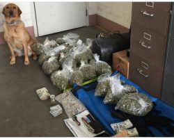 Good Dog K9 Makes Massive Drug Bust & She Couldn’t Be Prouder