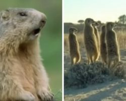 This might be the funniest animal video compilation that we’ve ever seen!