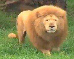 Lion Was Bored. Zookeeper Threw Him A Toy, But Caught Off Guard