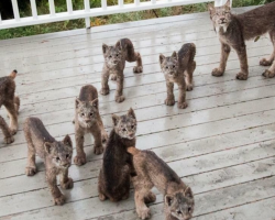 Alaskan Man Wakes Up to A Family of Lynx Playing On His Porch And Captures These Incredible Pics