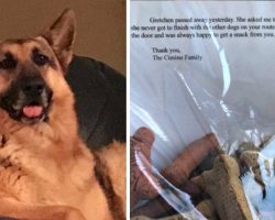 Dog Passes Away But Has A Request For The Mailman Who Always Gave Her Treats