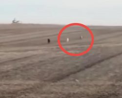 Man Finds His Missing Dog Running Across Field – But He Isn’t Alone