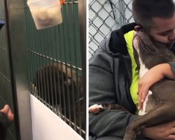 Man Drives Thousands Of Miles To Save Loving Pit Bull Scheduled To Be Euthanized