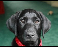 Man’s About To Return Shelter Dog When He Reads Previous Owner’s Note