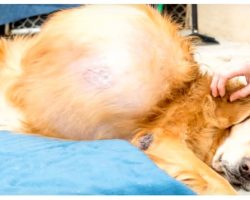 Police Find Lost Golden On The Beach, Then Notice His Massive Lump