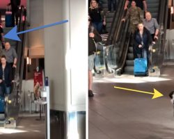 Dog Hasn’t Seen Soldier In 10 Months, Goes Bonkers Once She Spots Her At Airport