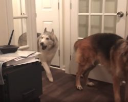 Mom Follows Upset Dog Through The House To See What’s The Matter